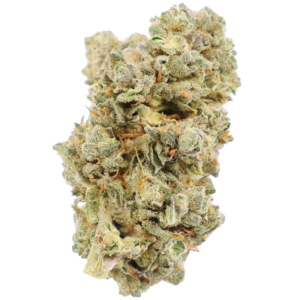 WHITE GLUE Nug 1 2